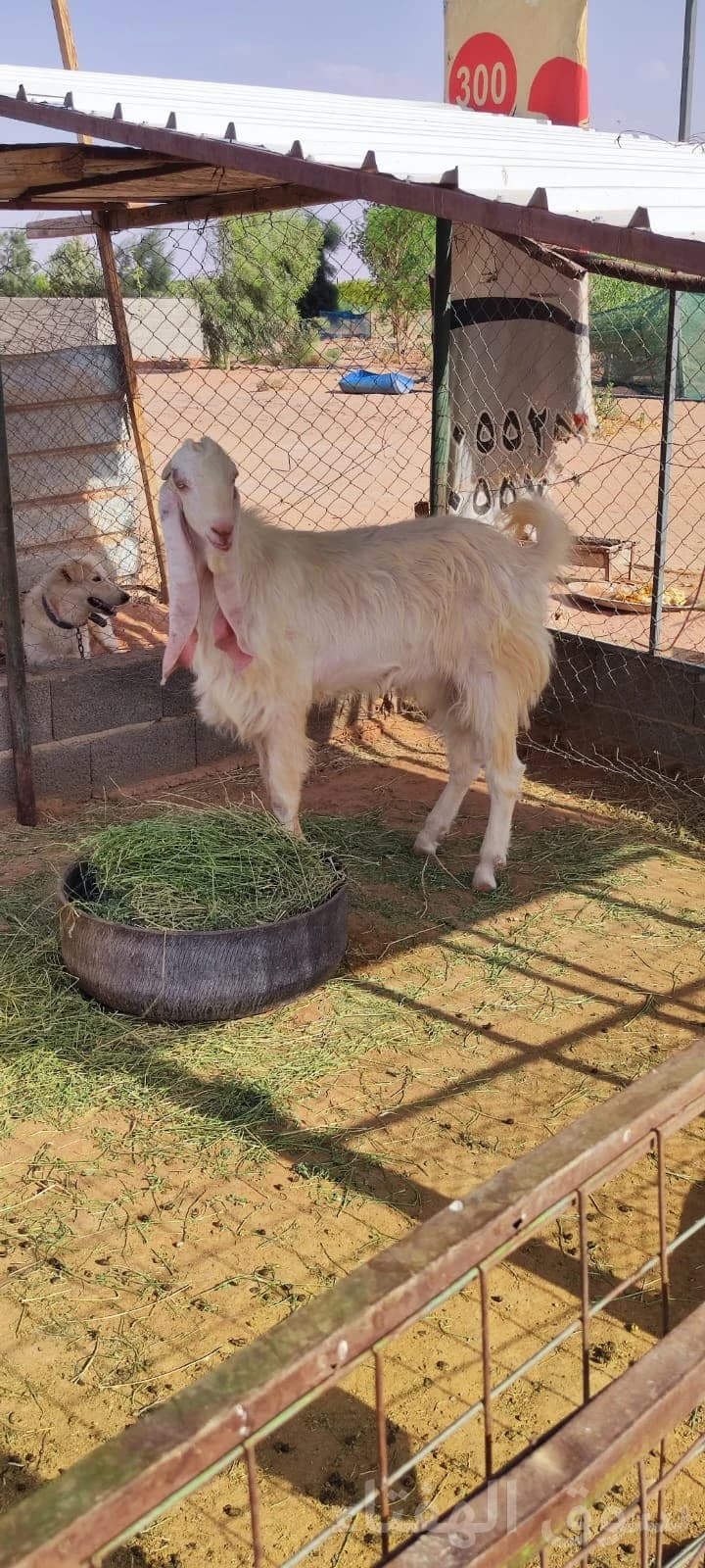 للبيع فحل هولندي طيب