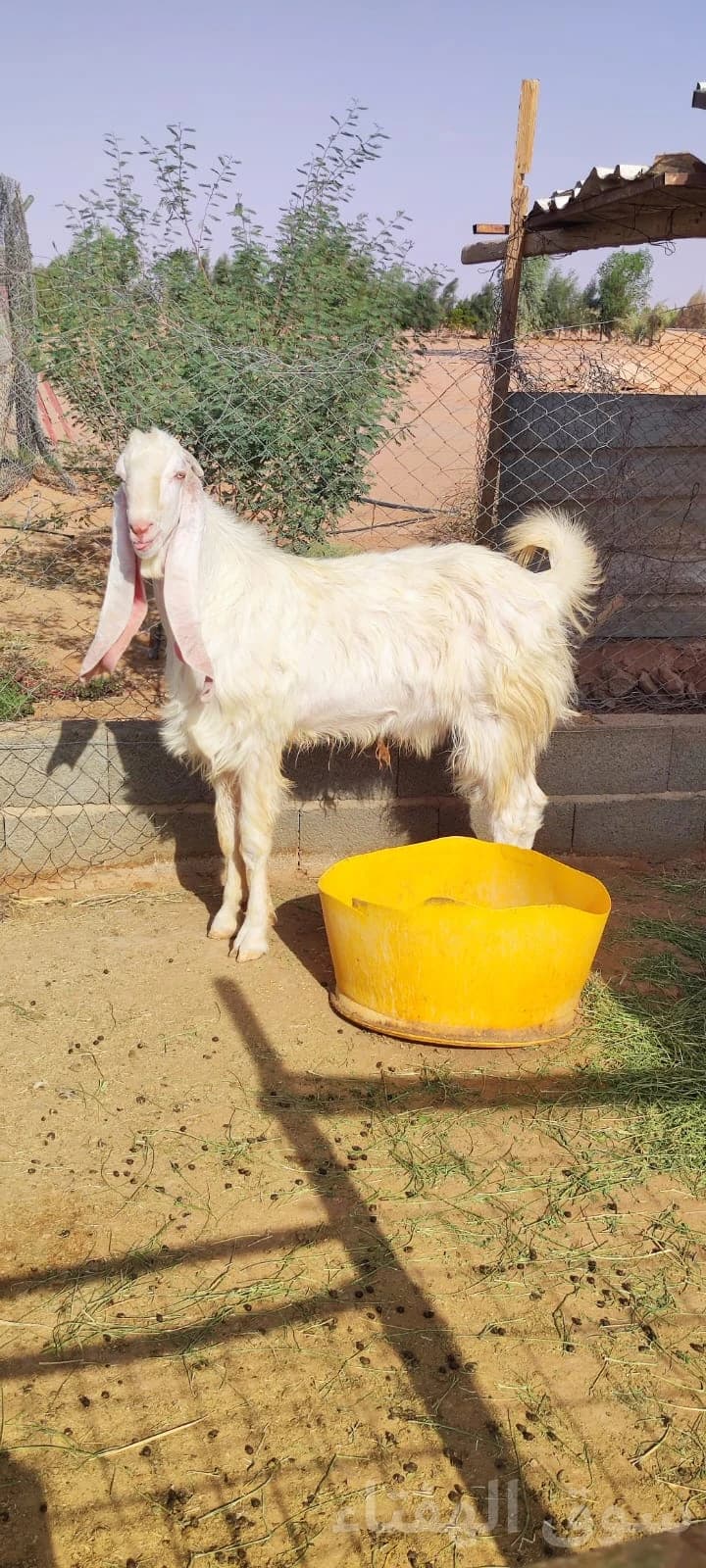 للبيع فحل هولندي طيب 3