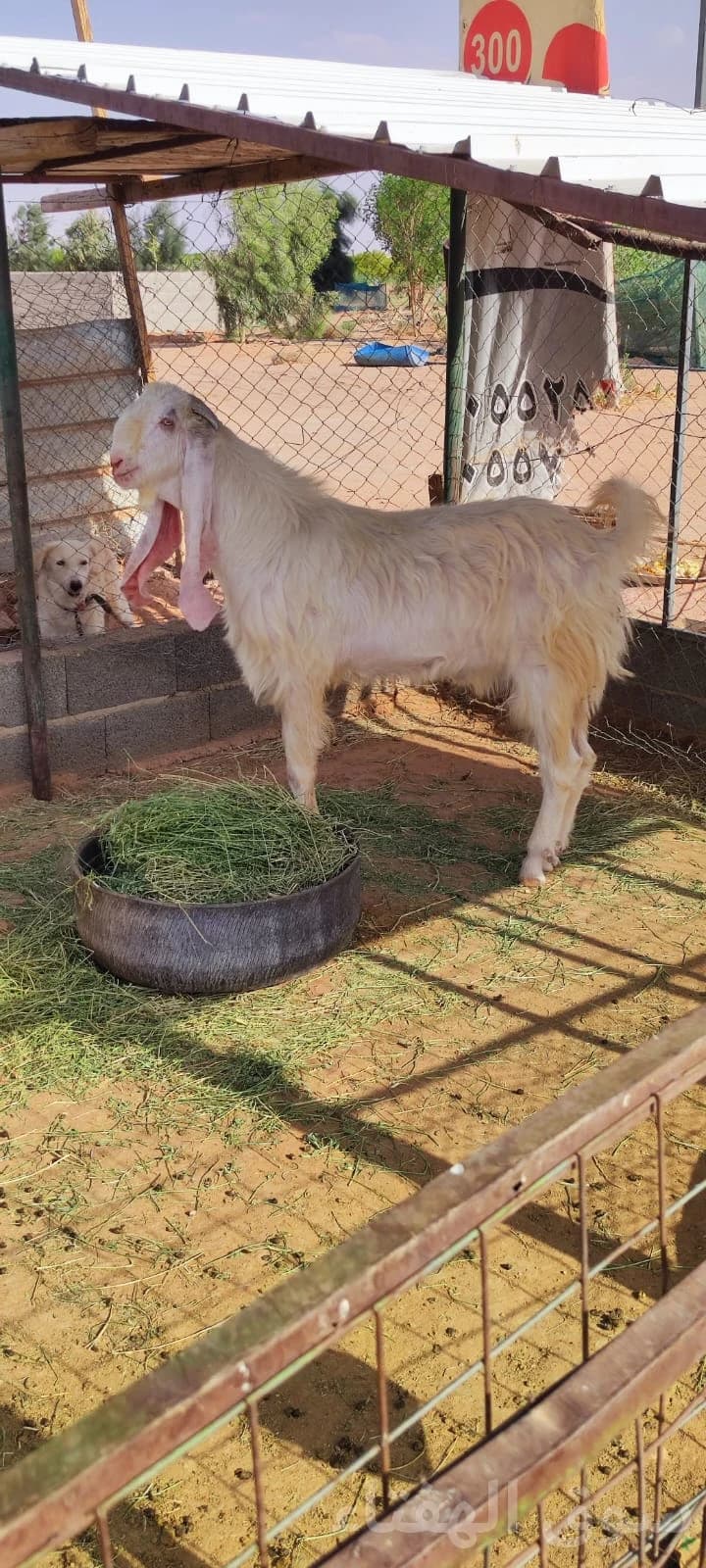 للبيع فحل هولندي طيب 4