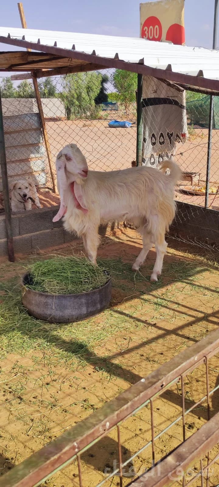 للبيع فحل هولندي طيب 5