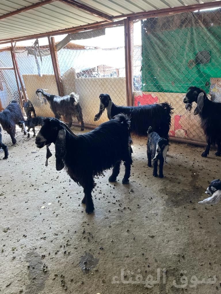 للبيع معزاء رغايث طيبه 3