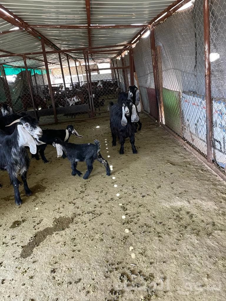 للبيع معزاء رغايث طيبه 7
