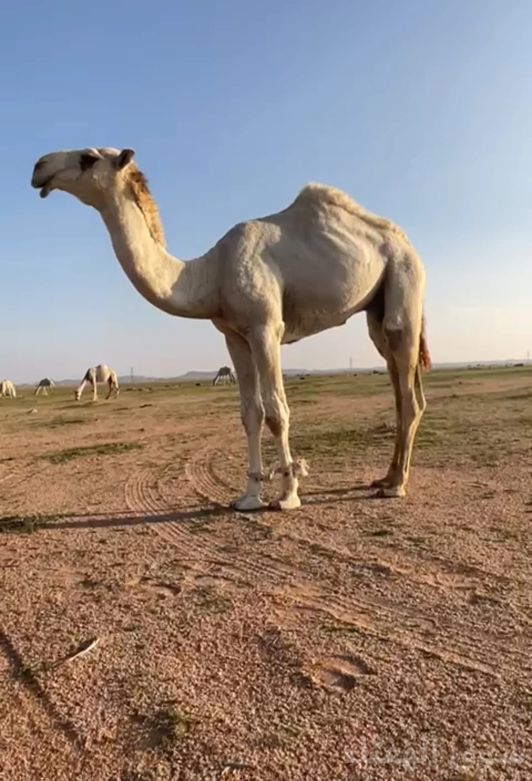 للبيع قعود بااتلي