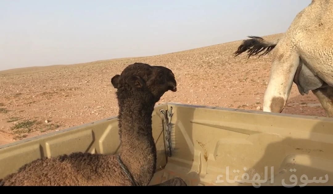 للبيع فحل ابل منتج 2