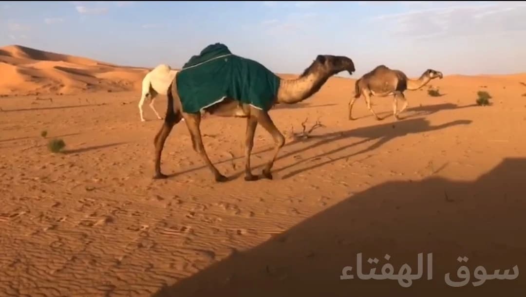 للبيع فحل ابل منتج 3