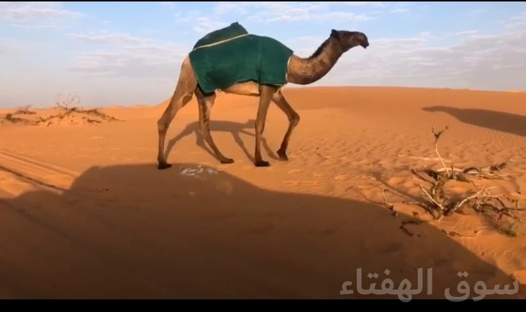 للبيع فحل ابل منتج