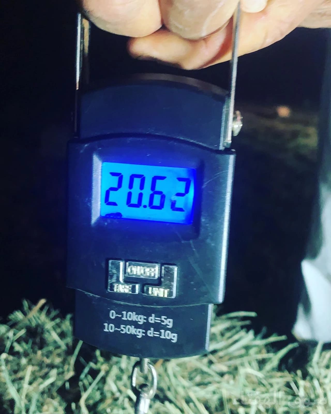 علف بلوبنك شد ممتاز 2