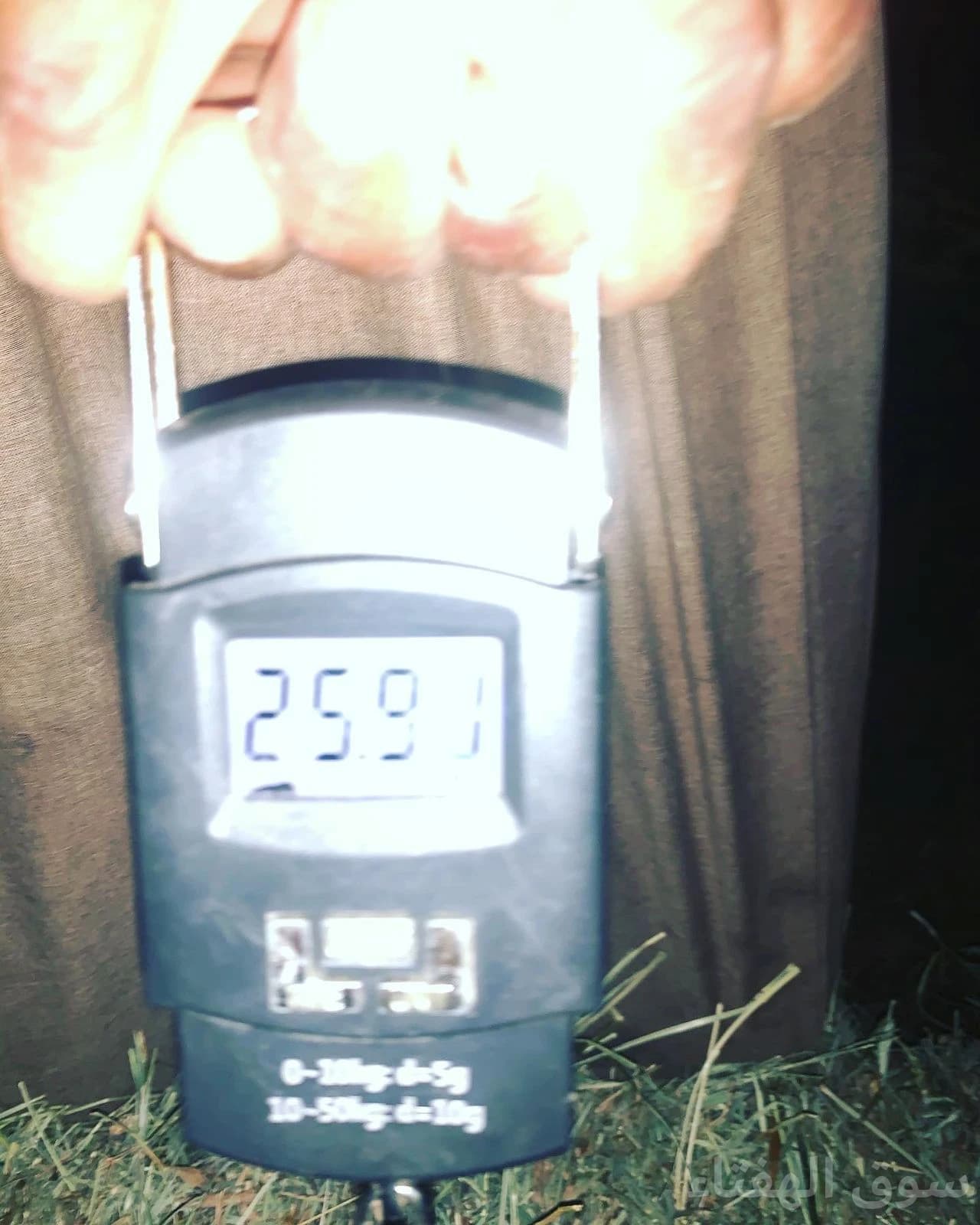 علف بلوبنك شد ممتاز