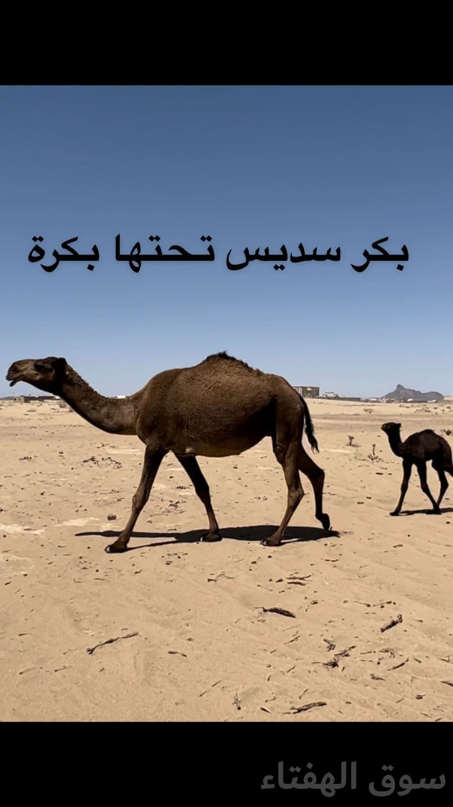 للبيع ابل خلفات ولقحات 2