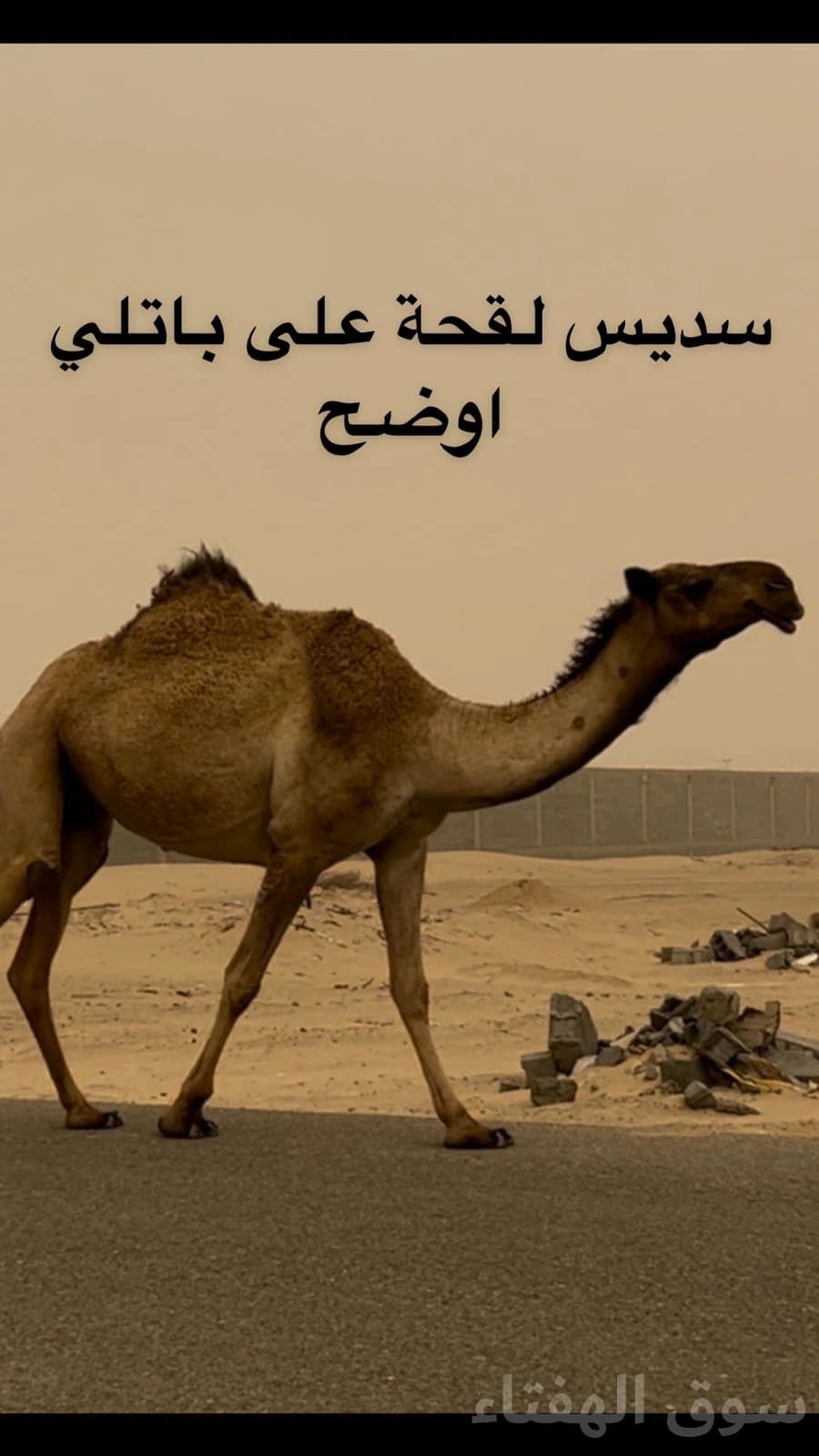 للبيع ابل خلفات ولقحات 4