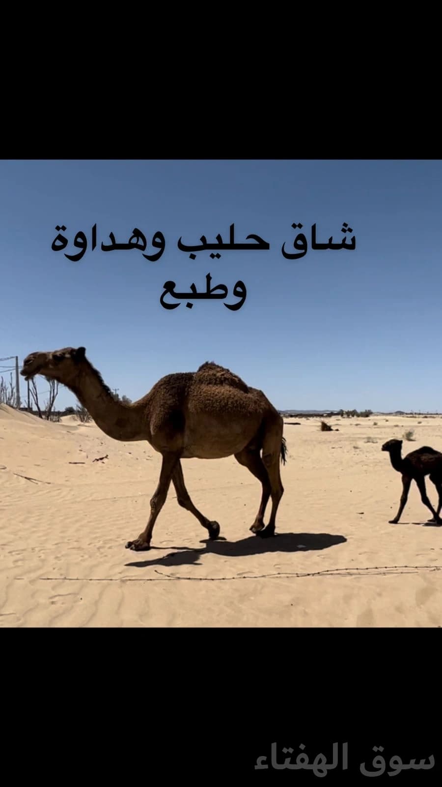 للبيع ابل خلفات ولقحات 3