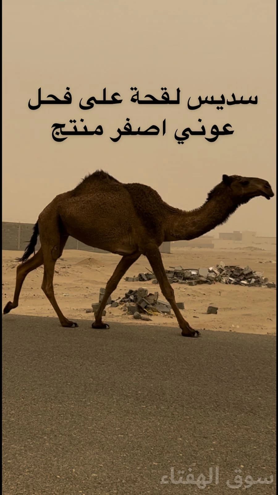 للبيع ابل خلفات ولقحات 5