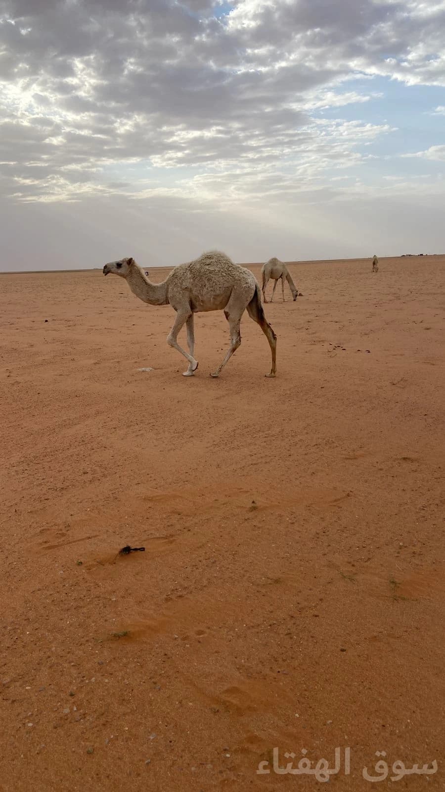 للبيع ابل مغاتير