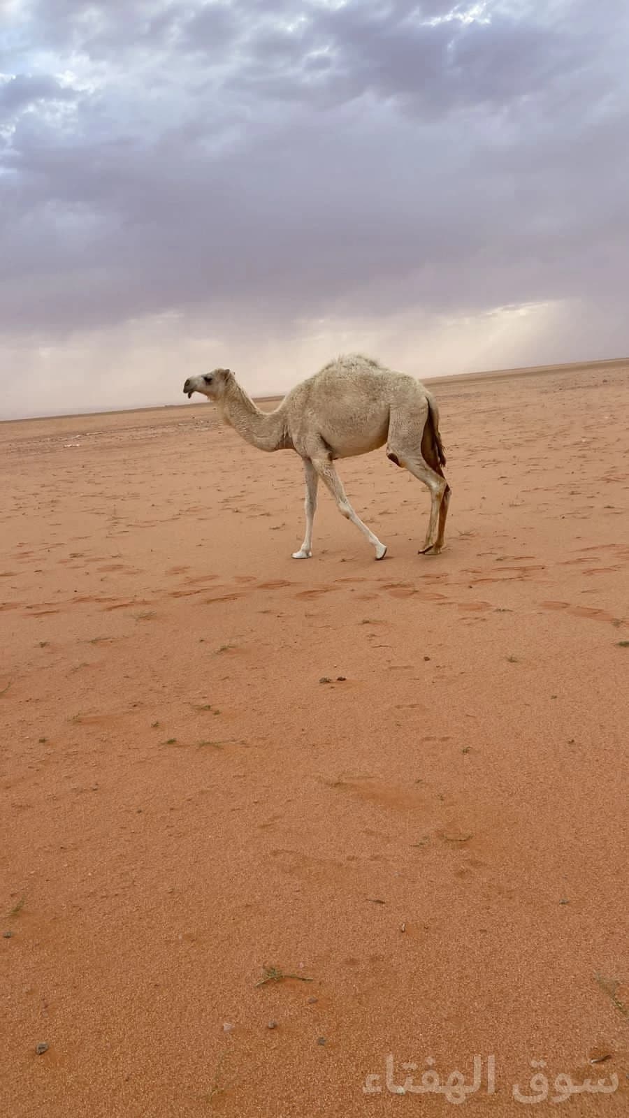 للبيع ابل مغاتير 2