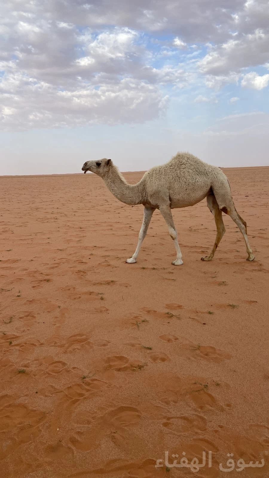 للبيع ابل مغاتير 3