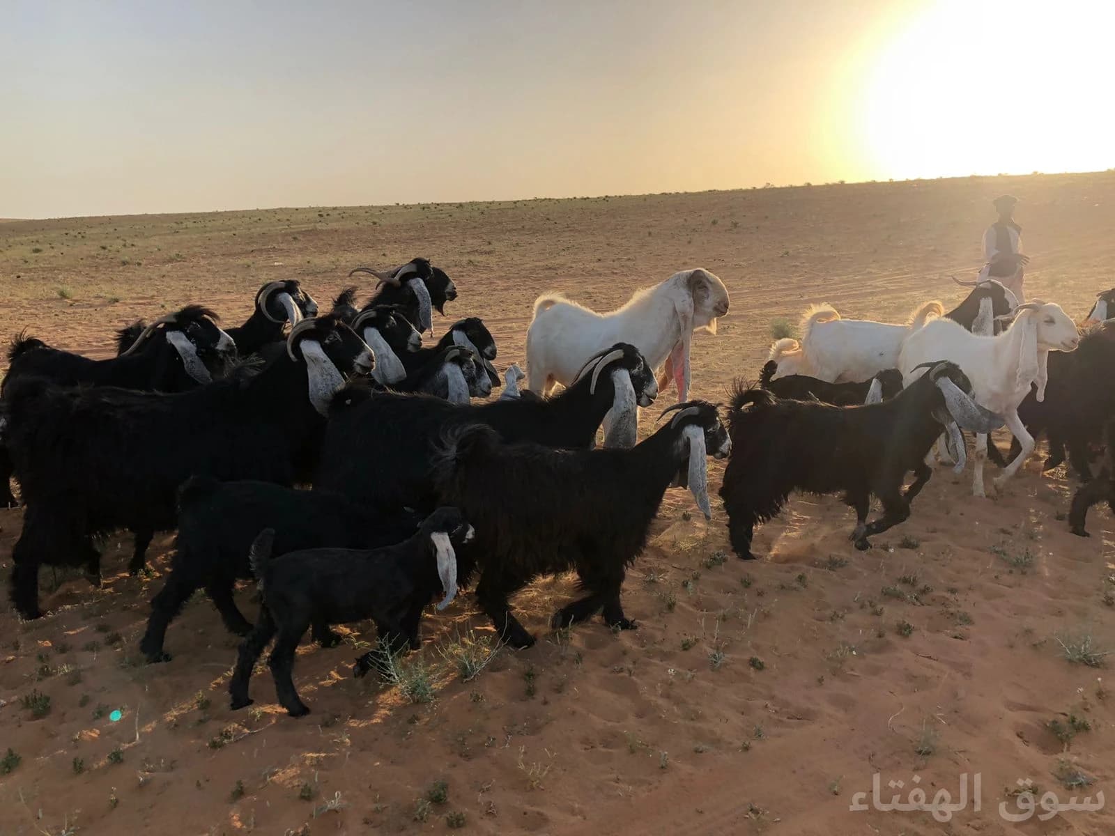 للبيع معزاء طيبه