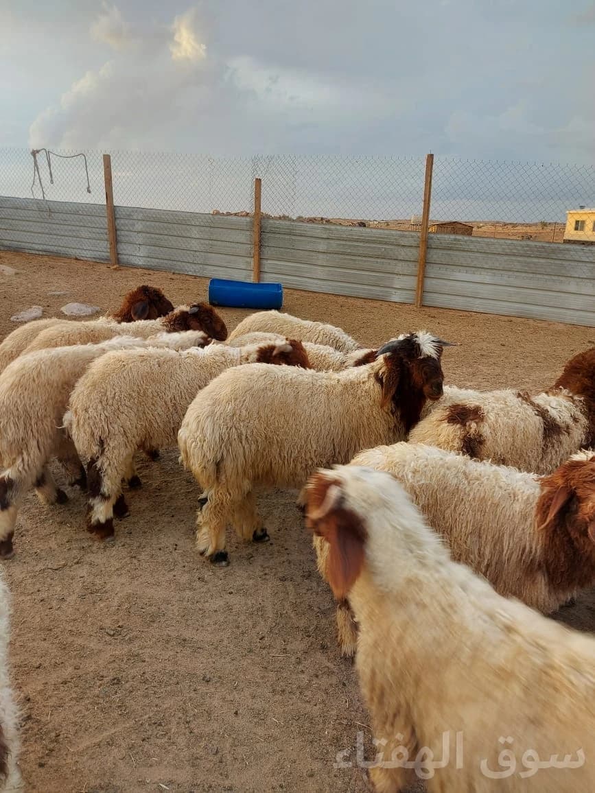 للبيع بهم طيب 7