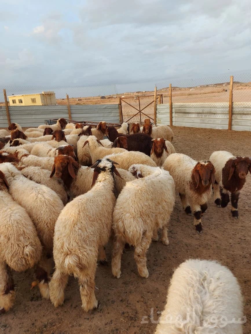 للبيع بهم طيب 6
