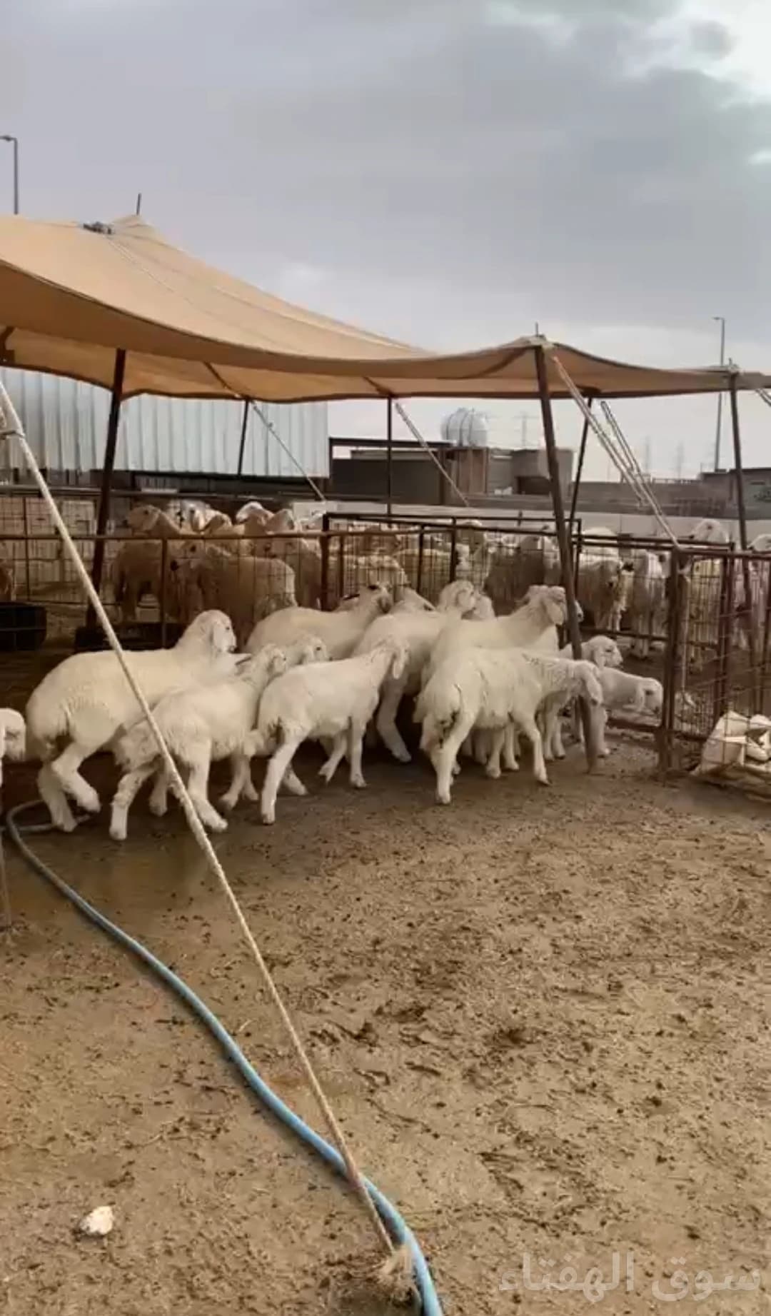 للبيع غنم مراح حريات