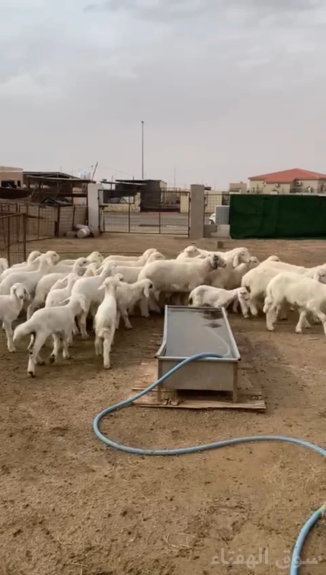 للبيع غنم مراح حريات 2