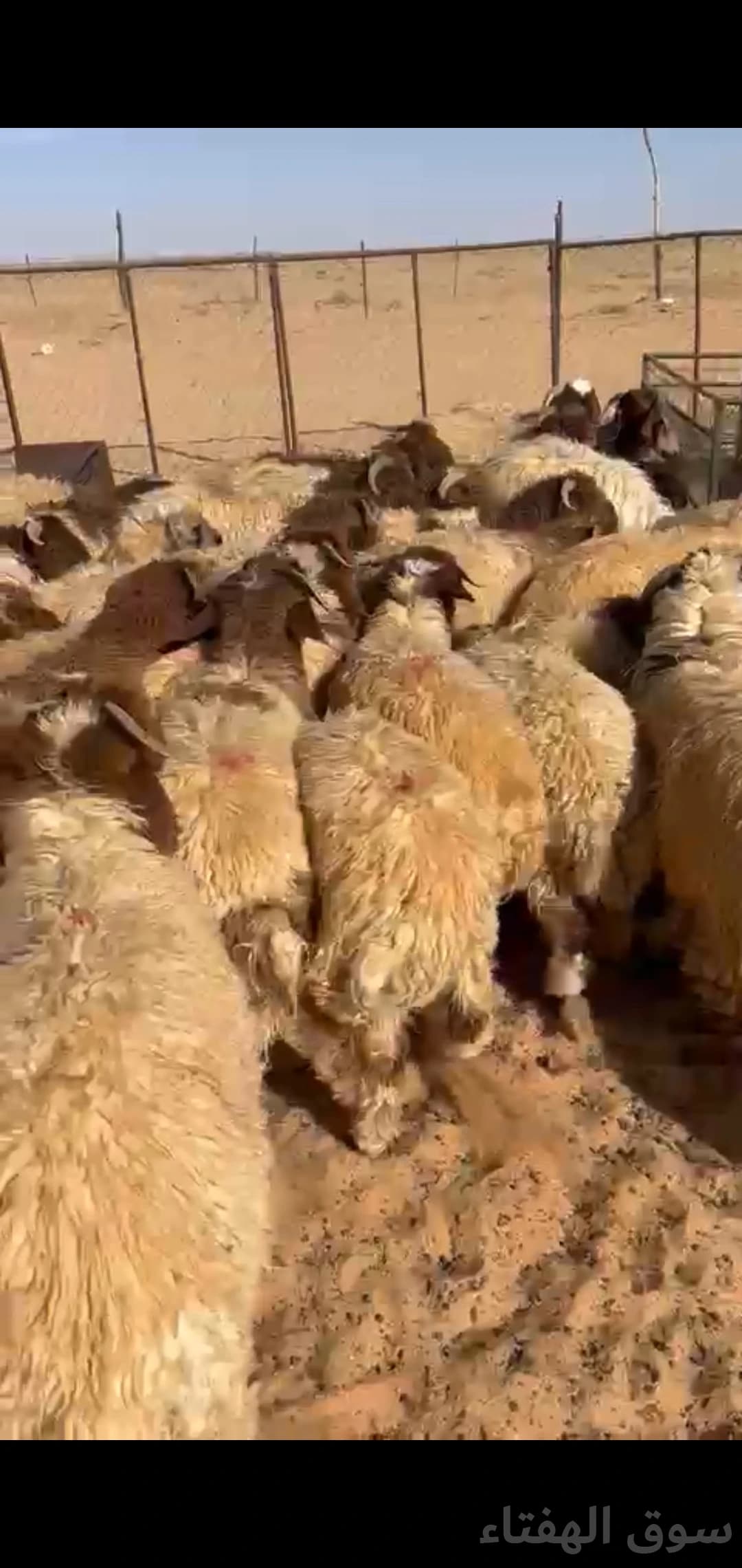 للبيع بهم ضحايا فاخر 2