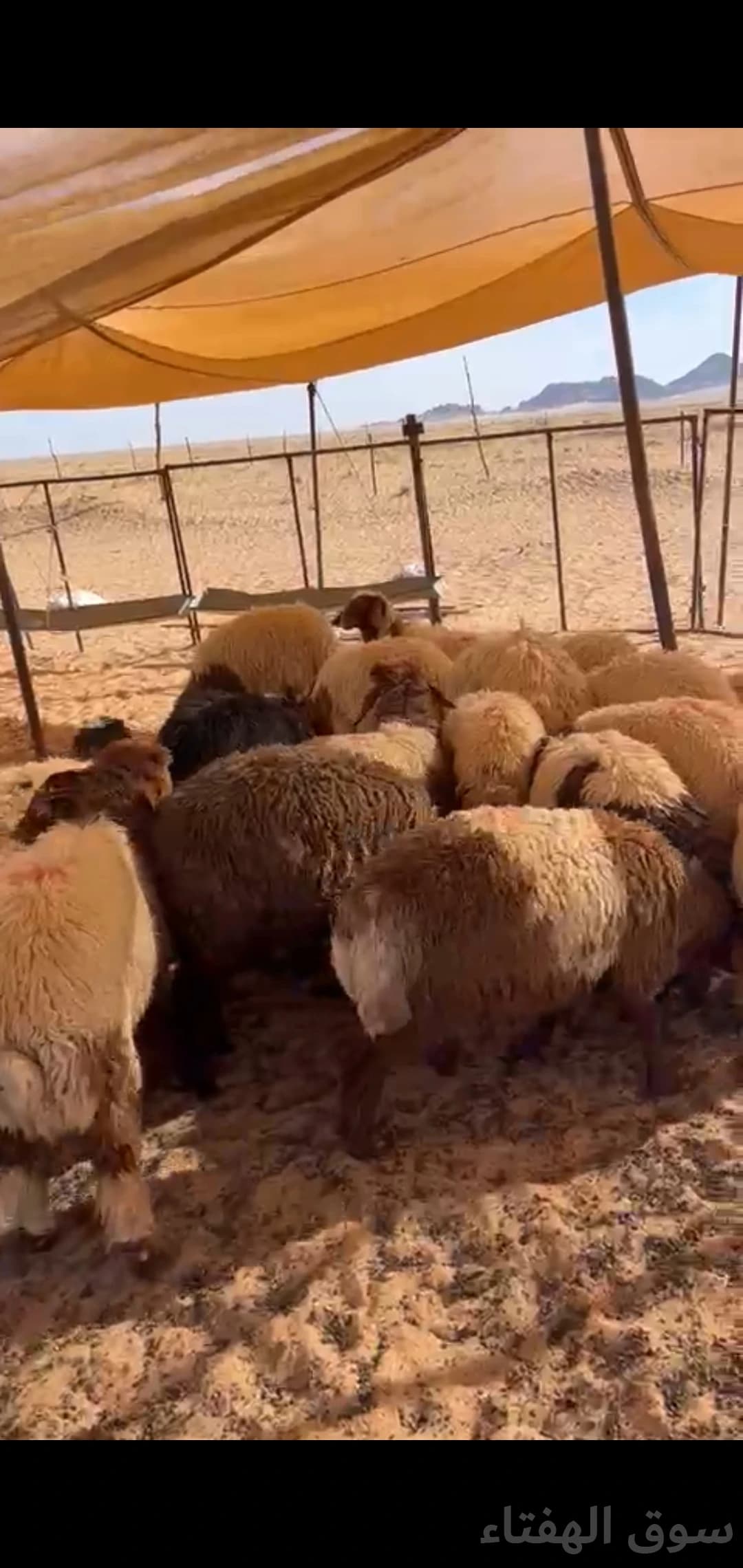 للبيع بهم ضحايا فاخر 4