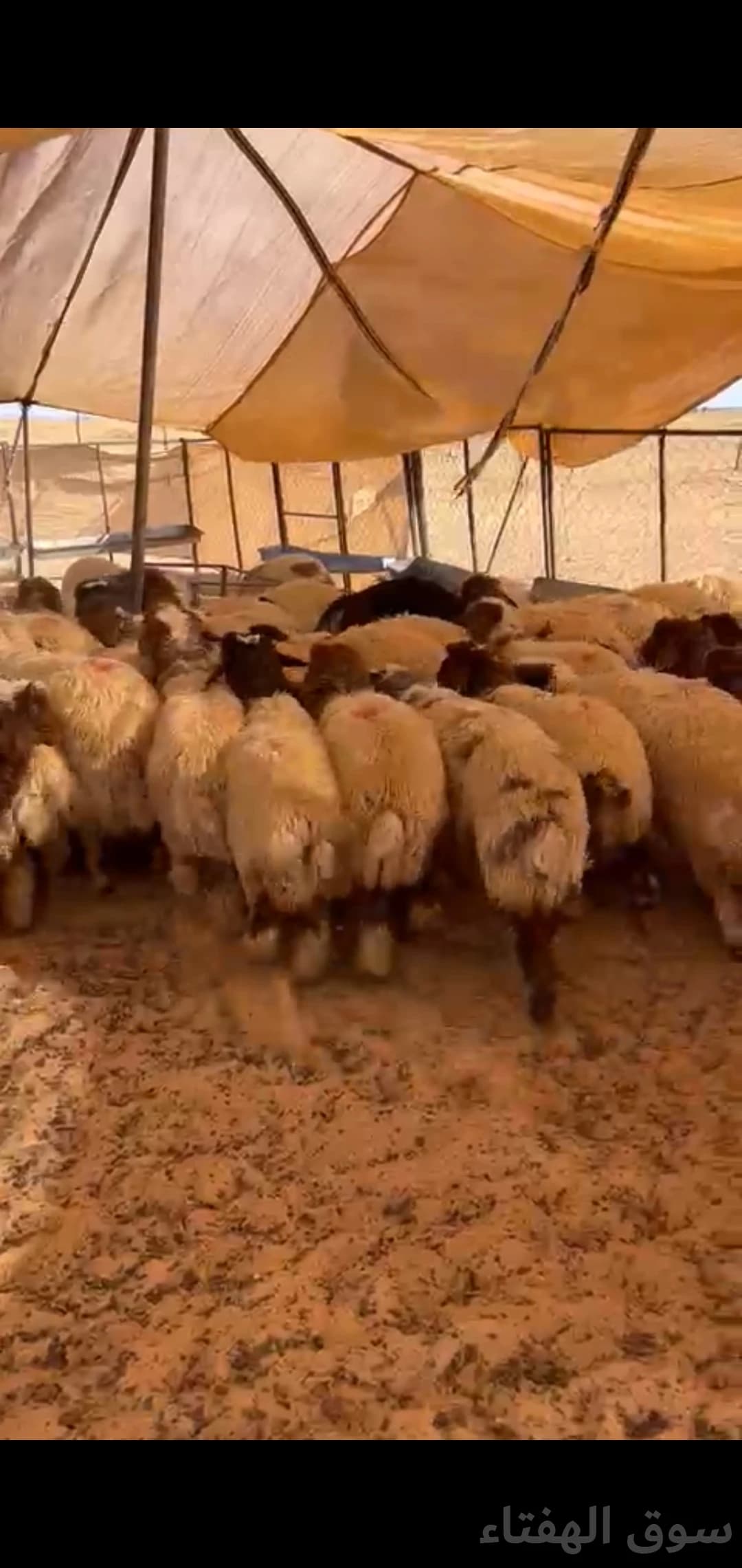 للبيع بهم ضحايا فاخر 5