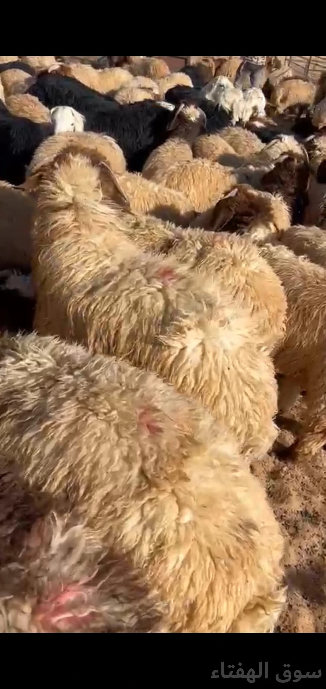 للبيع بهم ضحايا فاخر 6