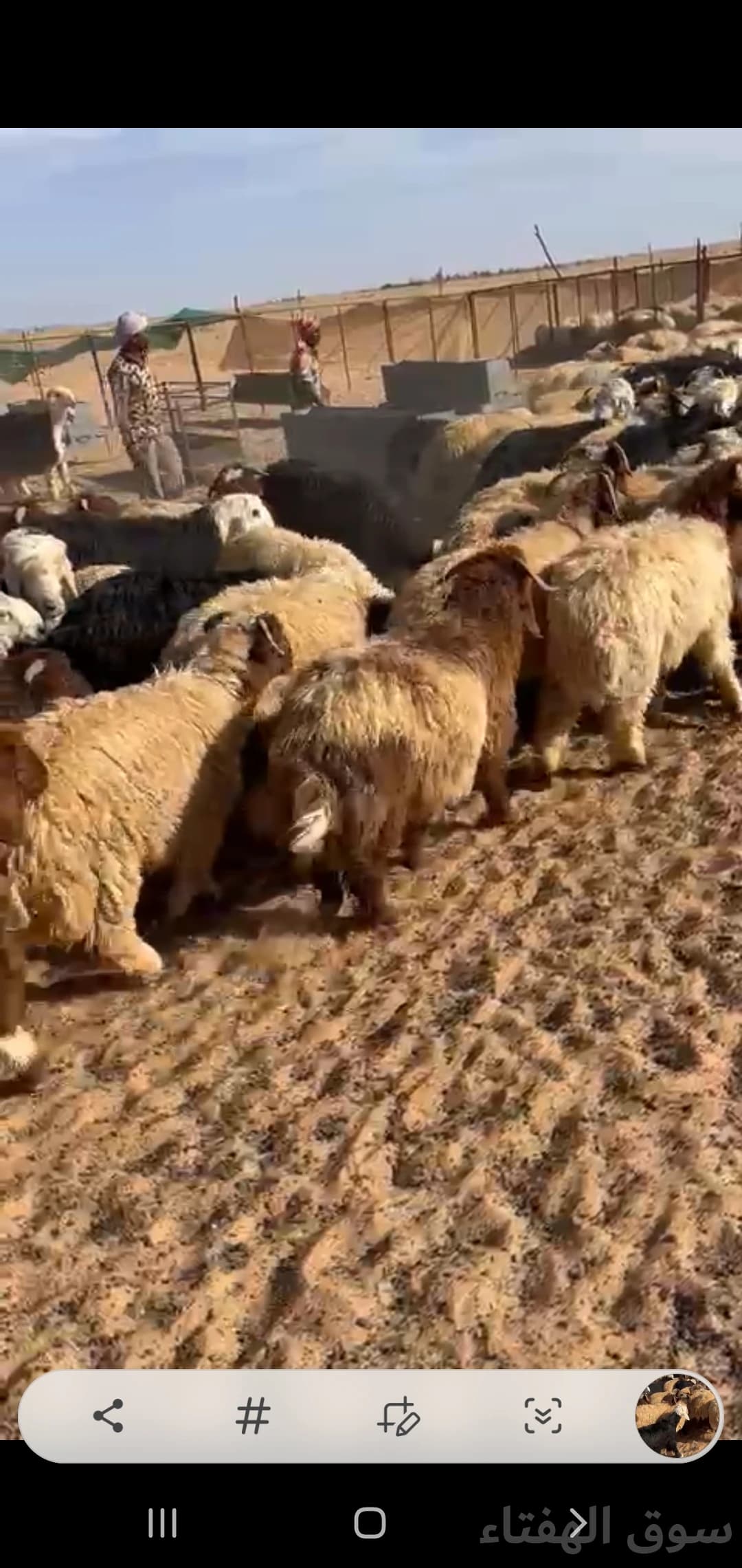 للبيع بهم ضحايا فاخر 7