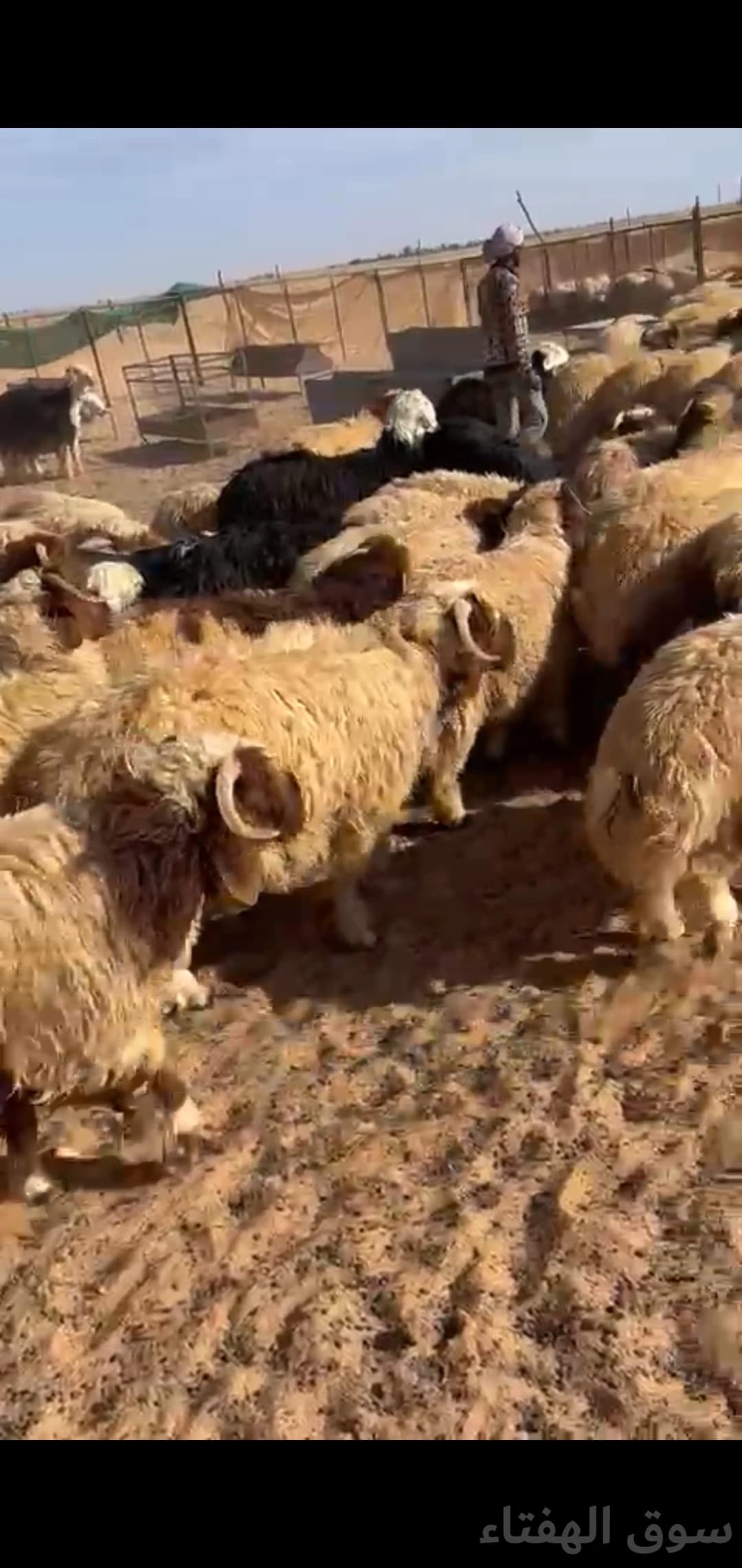 للبيع بهم ضحايا فاخر 10