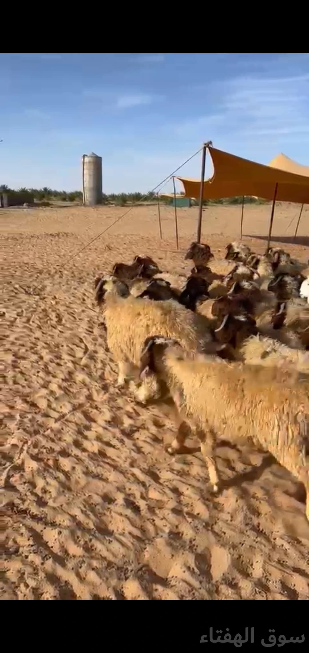 للبيع بهم ضحايا فاخر 11
