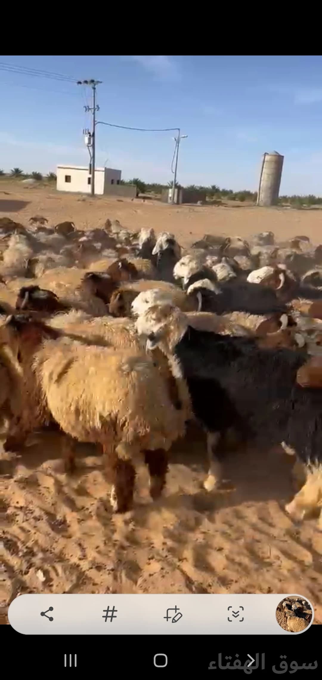 للبيع بهم ضحايا فاخر 12