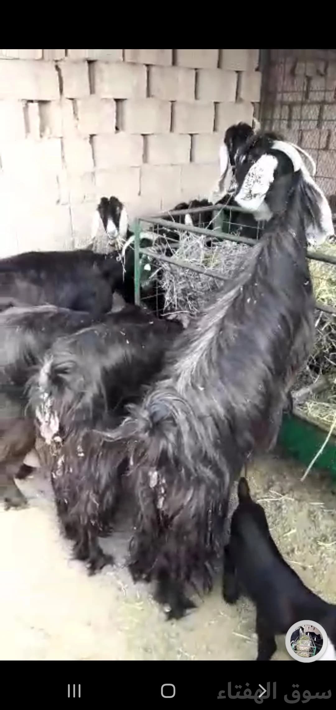 معزاء عوارض للبيع