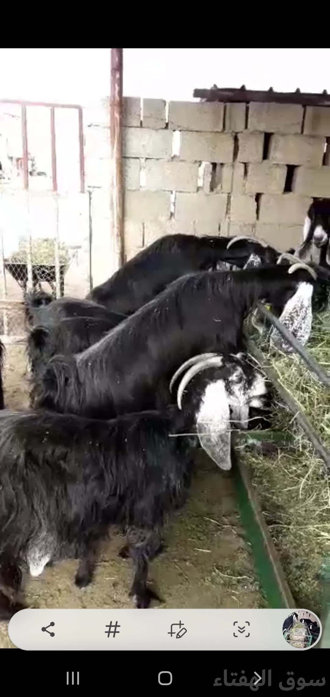 معزاء عوارض للبيع 2