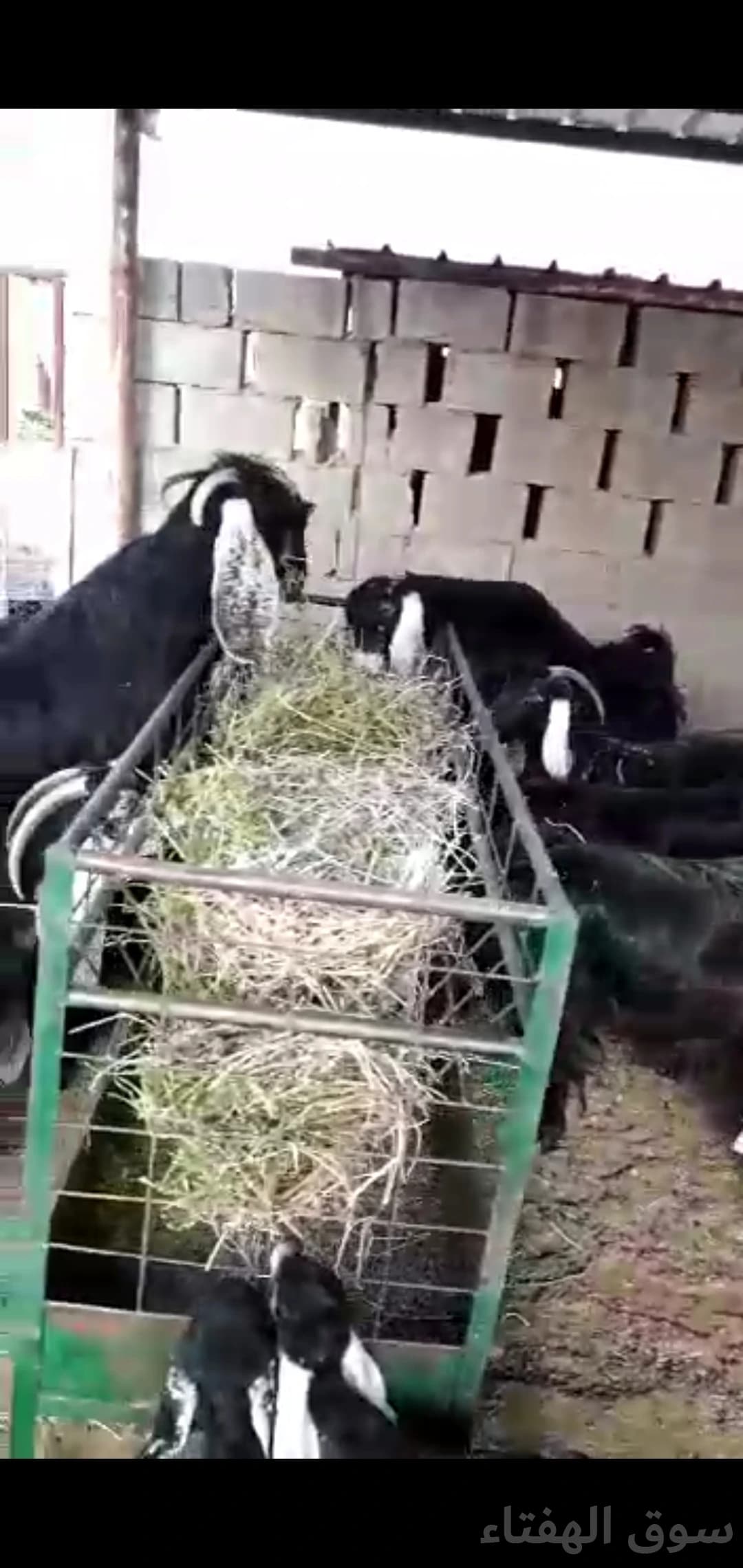 معزاء عوارض للبيع 3