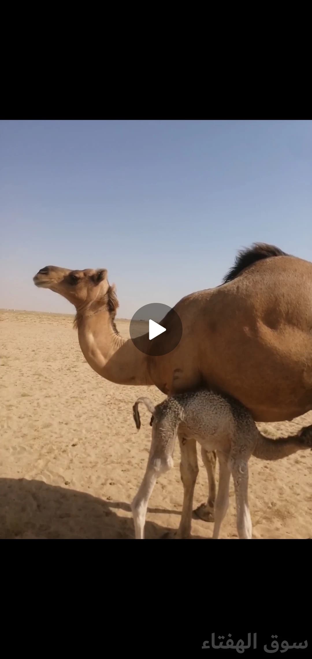 للبيع خلفه منيحه طيبه