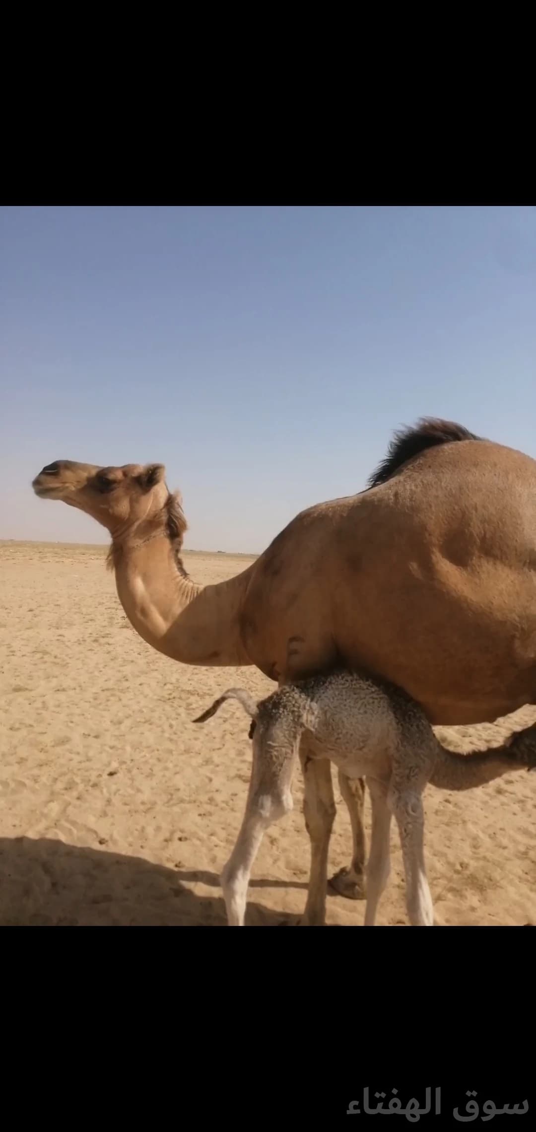 للبيع خلفه منيحه طيبه 2