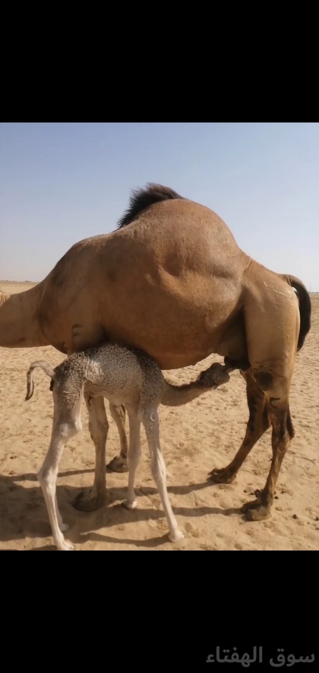 للبيع خلفه منيحه طيبه 3