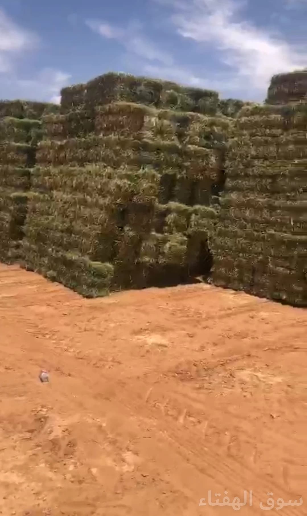 للبيع برسيم صافي وزن طيب