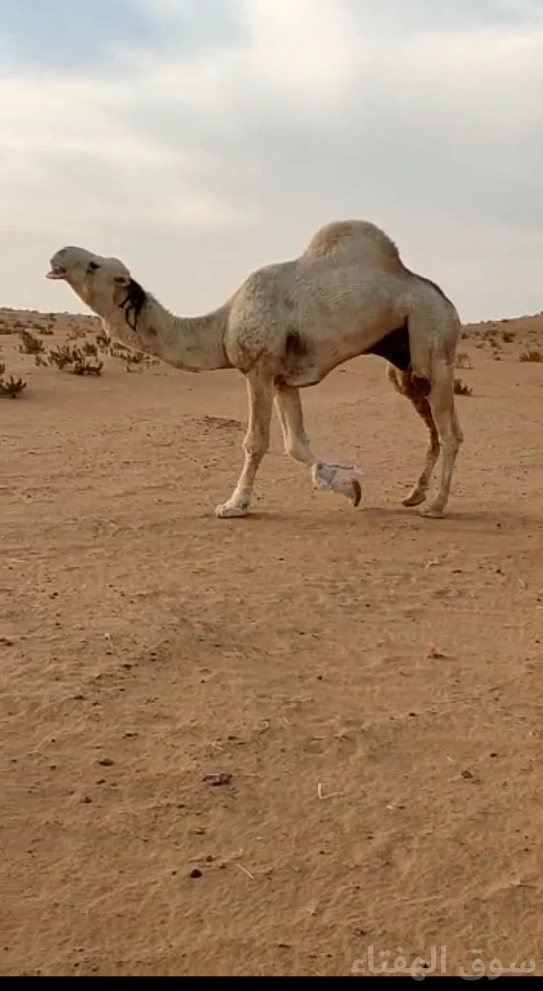 للبيع ابل مغاتير طيبه 2