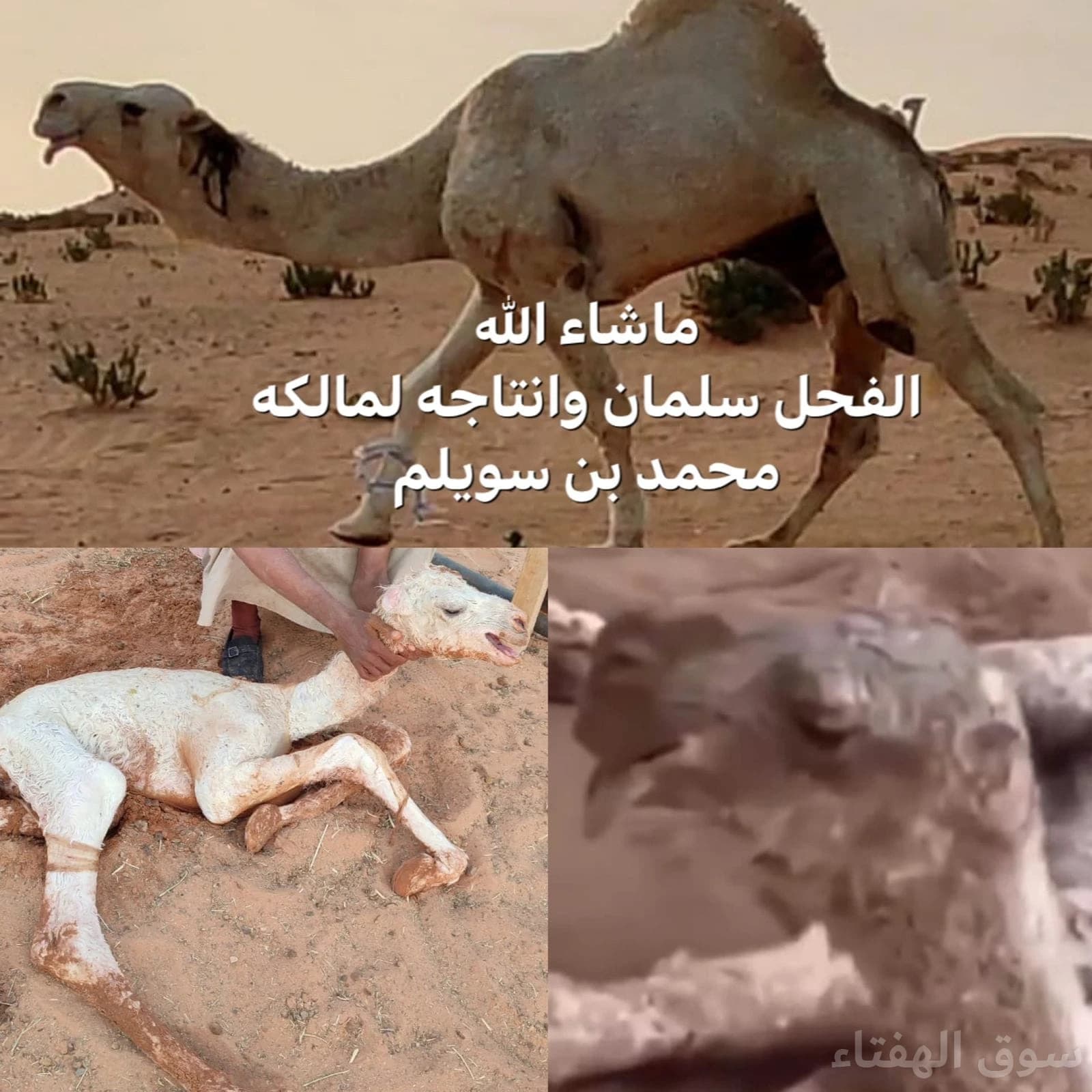 للبيع ابل مغاتير طيبه 3
