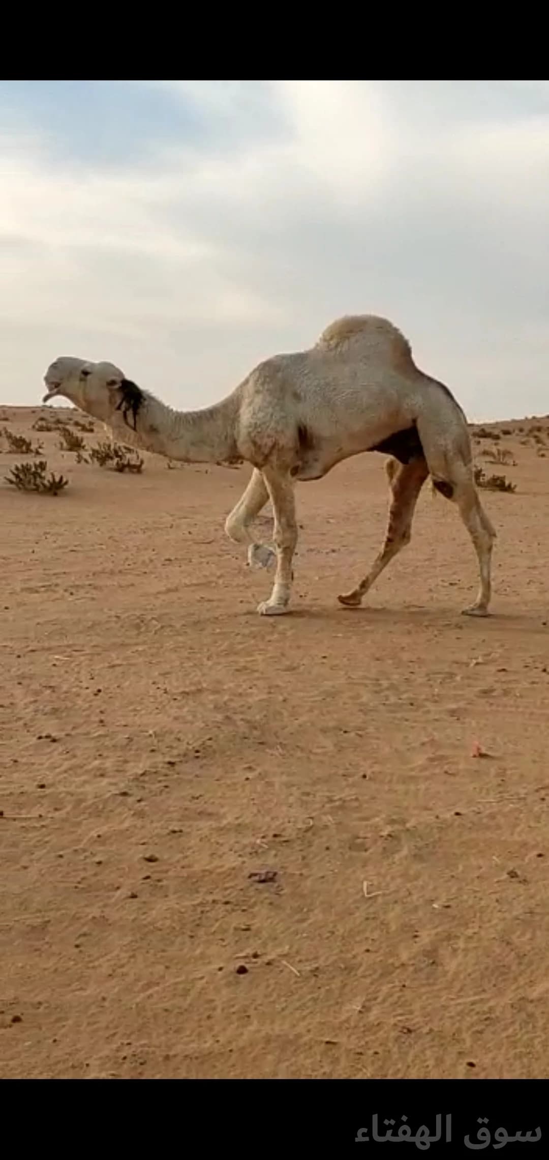 للبيع ابل مغاتير طيبه 5