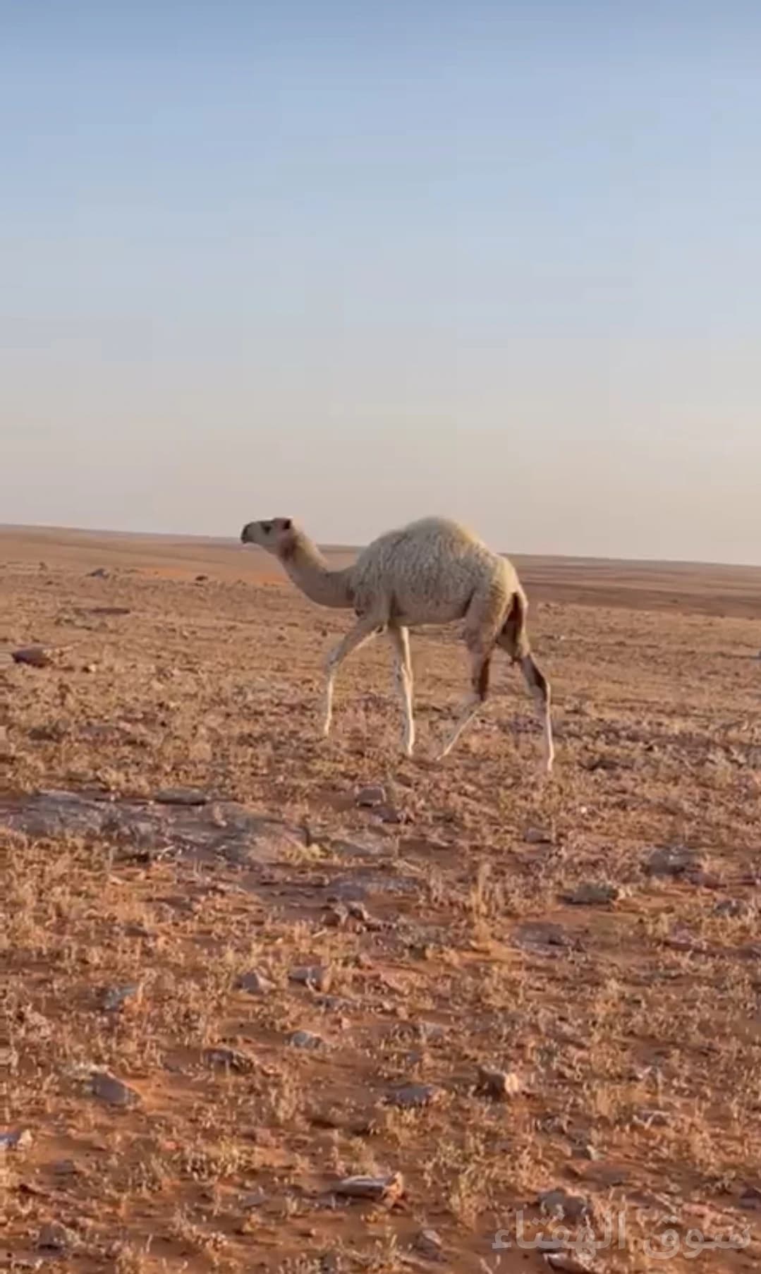 للبيع خلفه وضحى