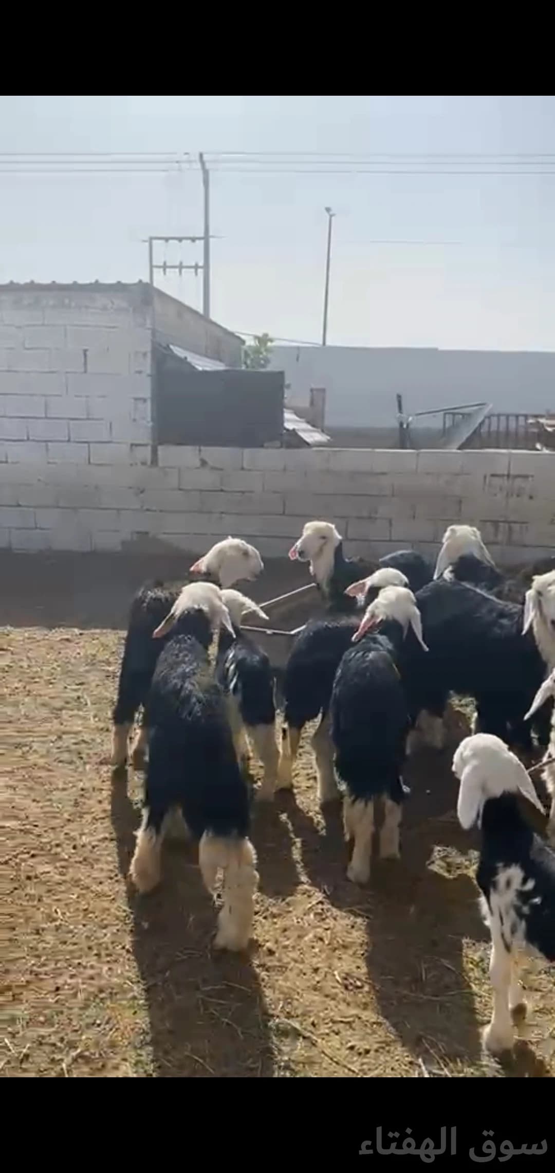 للبيع غنم نجد 2
