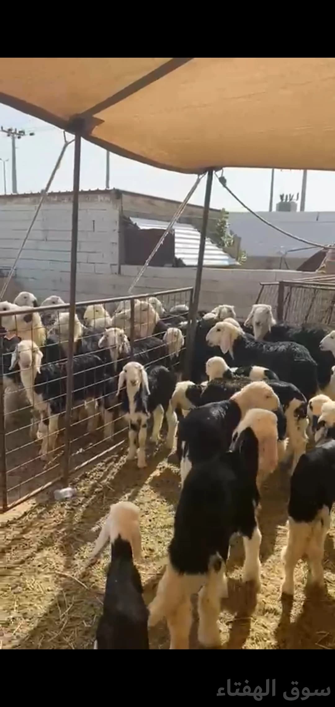 للبيع غنم نجد 3