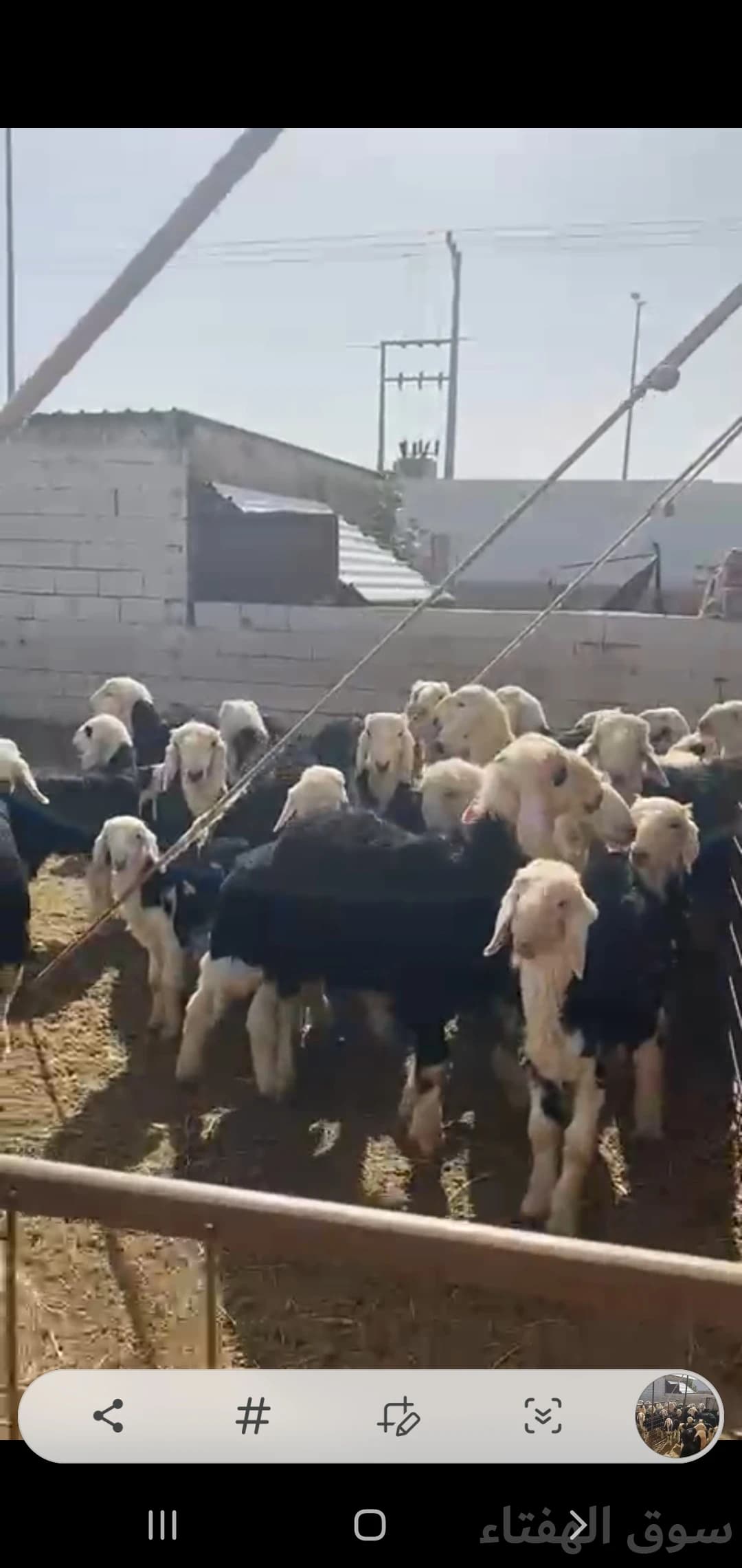 للبيع غنم نجد 5