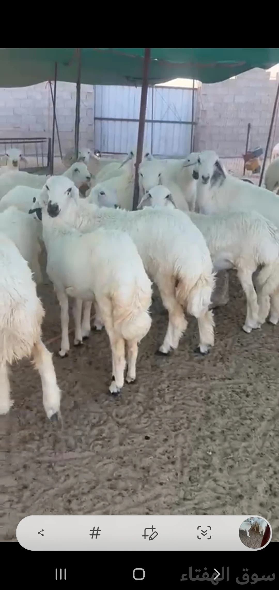 للبيع ضحايا طيبه حريات 2