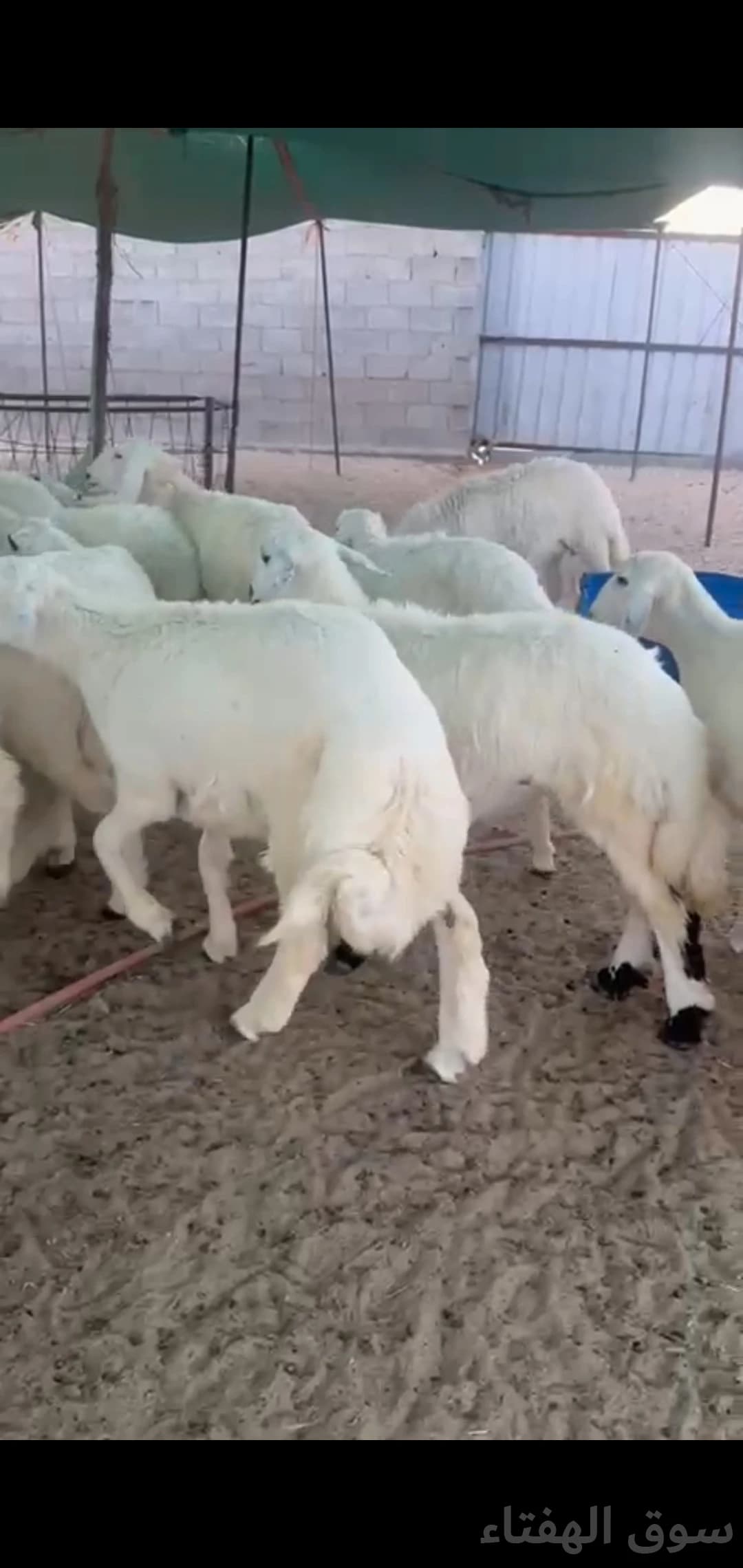 للبيع ضحايا طيبه حريات 3