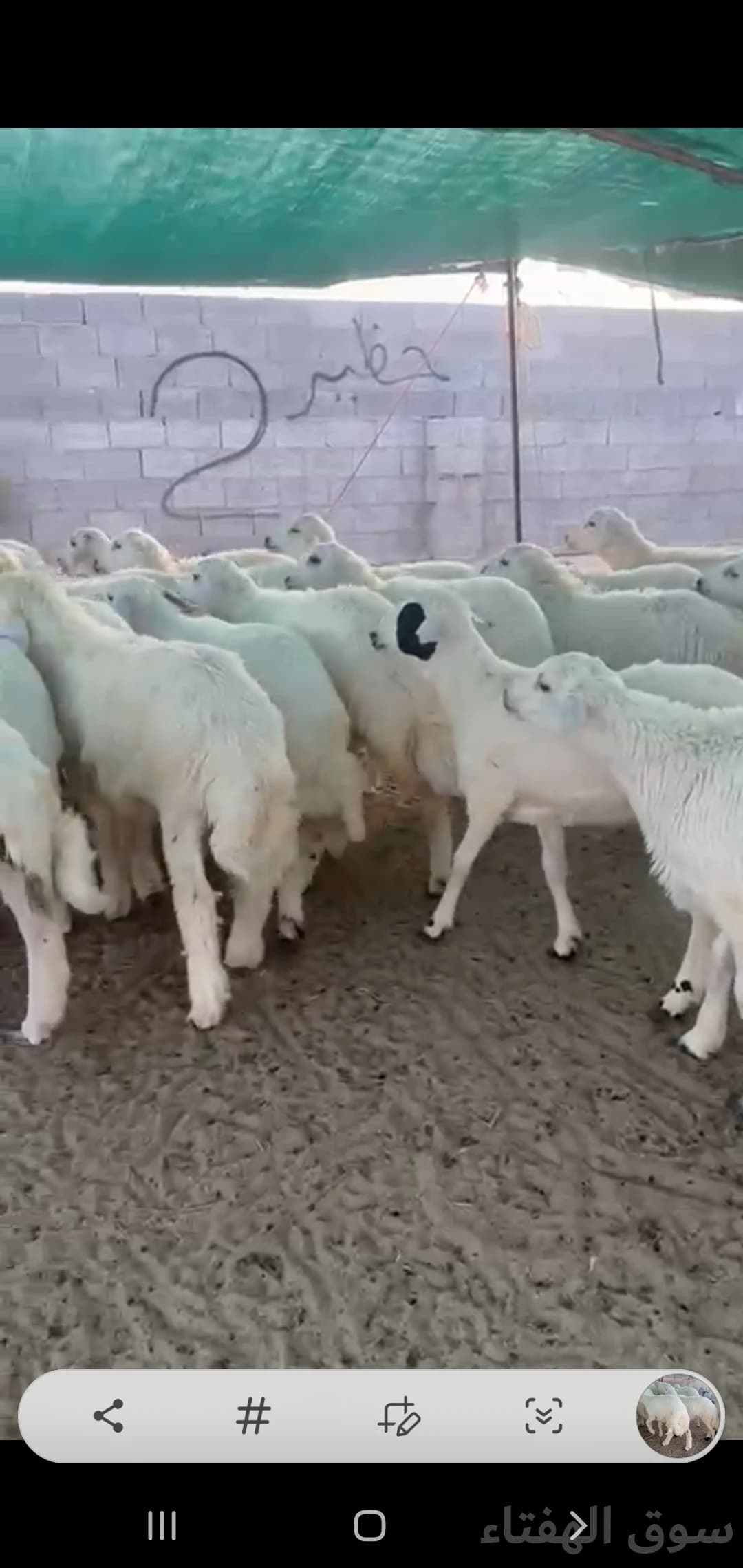 للبيع ضحايا طيبه حريات 5