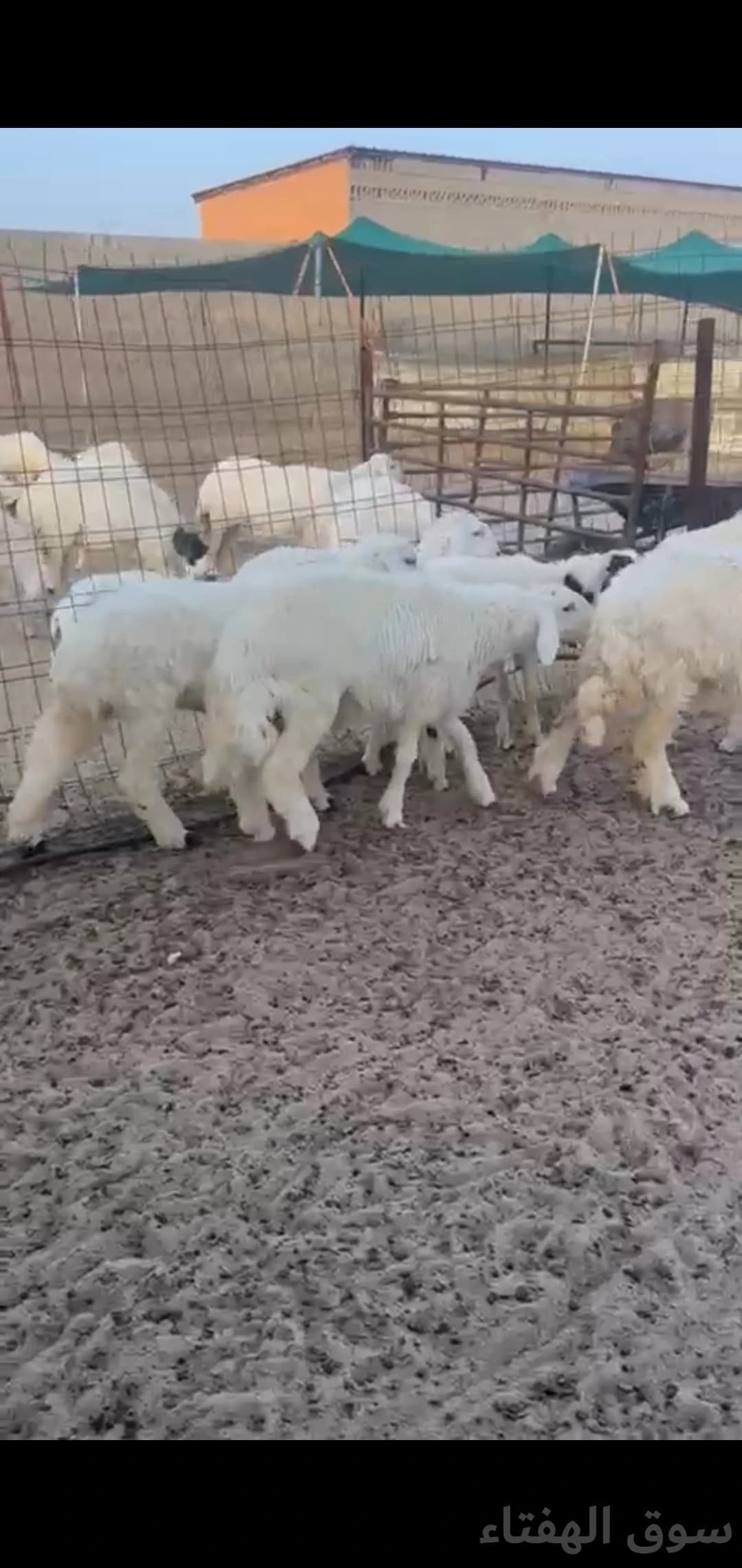 للبيع ضحايا طيبه حريات 6